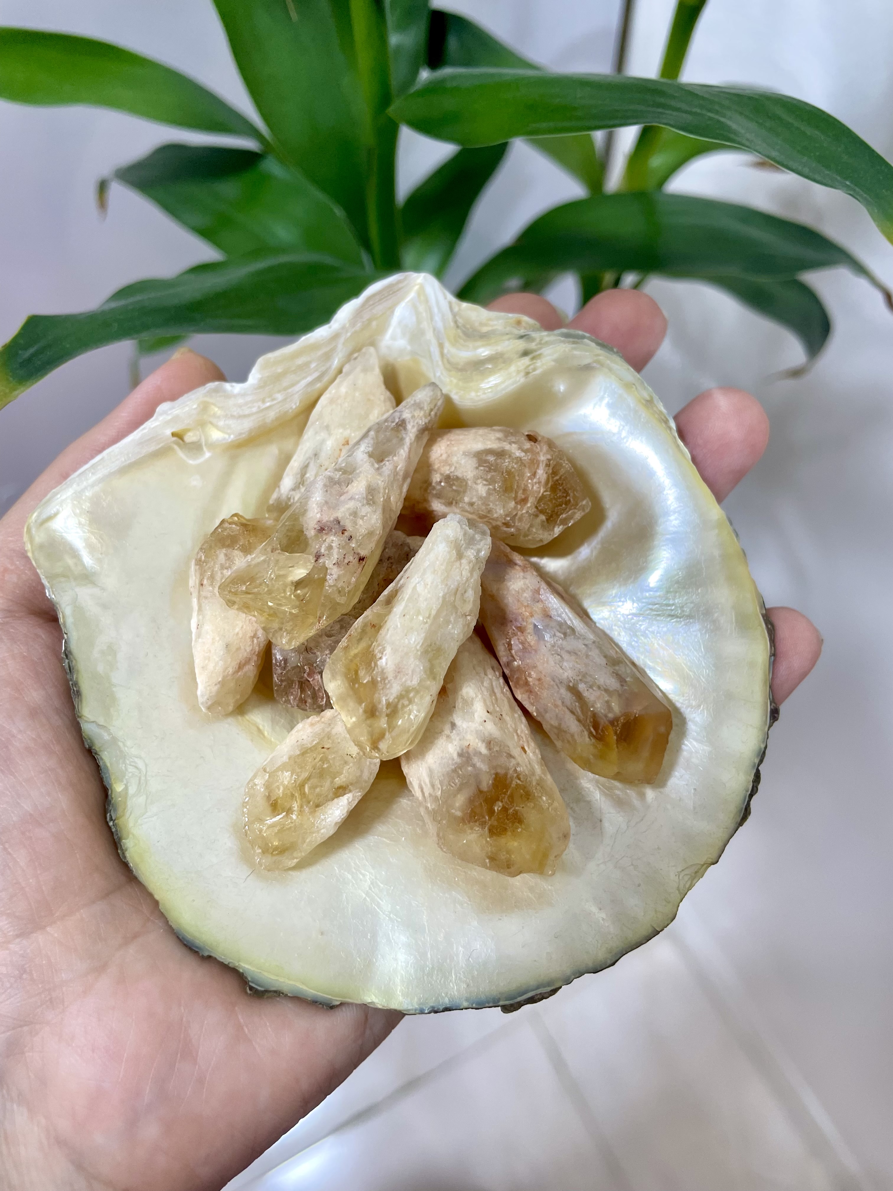 راف سیترین